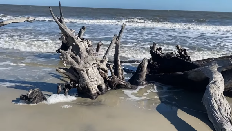 Driftwood Beach, Jekyll Island